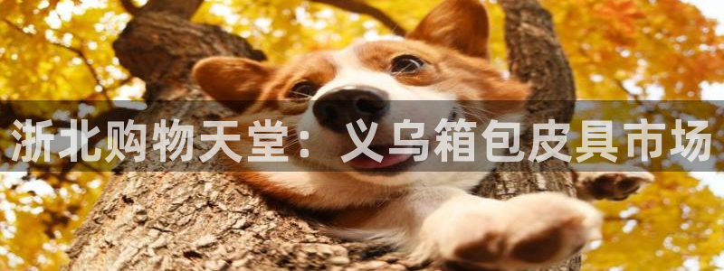卧龙娱乐彩票官网